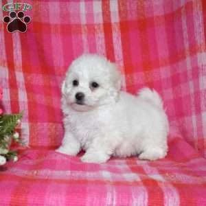 Willow (Tiny), Bichon Frise Puppy